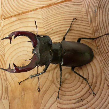 Haus Am Sandsteinbruch 公寓